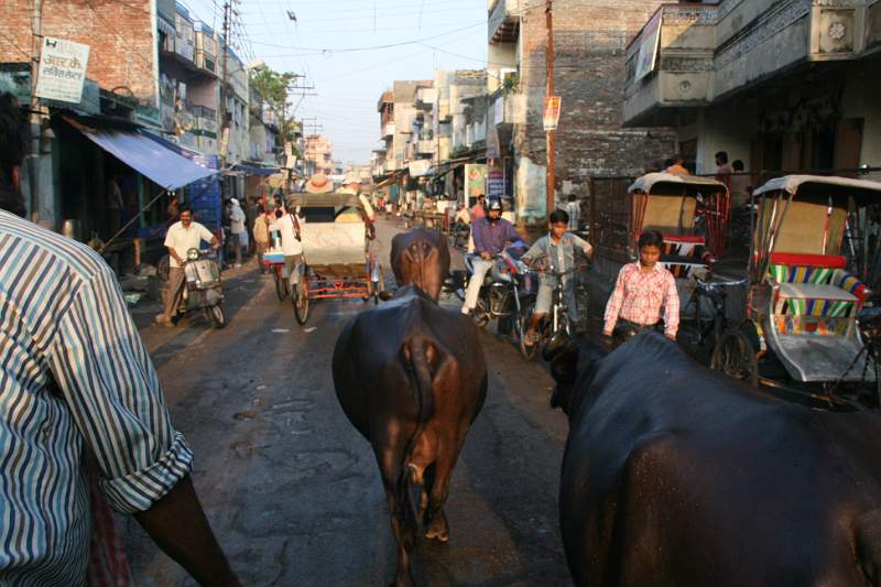 India & Nepal 2011 - 0745